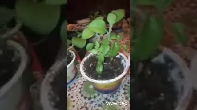 Предновогодний обзор посадок. Петуньи, ванька мокрый  и другие цветы