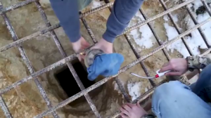 Почти премия Дарвина