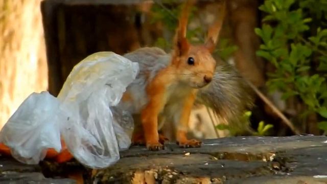 Когда шишки в пакете рядом... (Белка Фрося волнуется) смотреть онлайн