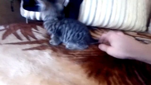 НЕОБЫЧНЫЙ результат скрещивания сфинкса с обычной кошкой смотреть онлайн