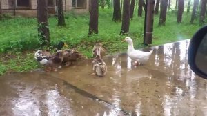 ПИРогово. Как с гуся вода.