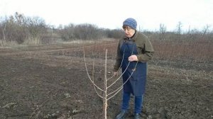 Формировка шелковицы
