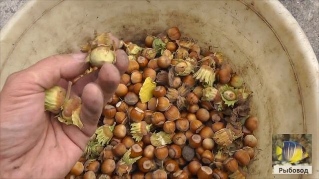 Урожай фундука сорта КАТАЛОНСКИЙ 2022 г смотреть онлайн