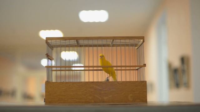 ІX-й чемпионат канареек овсяночного напева "Лучший кенар-солист 2019" смотреть онлайн