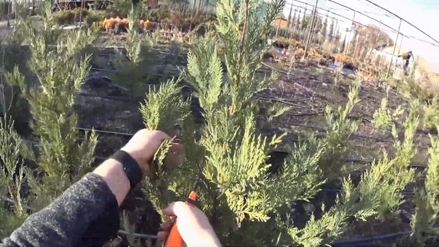 Кипарис Лэйланда (Cupressocyparis "Leylandii") - размножение черенкованием.