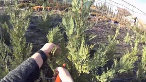Кипарис Лэйланда (Cupressocyparis "Leylandii") - размножение черенкованием.