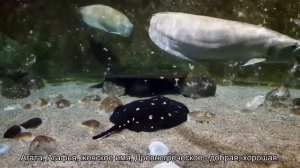 Значение имени Агата. Толкование, судьба, характер