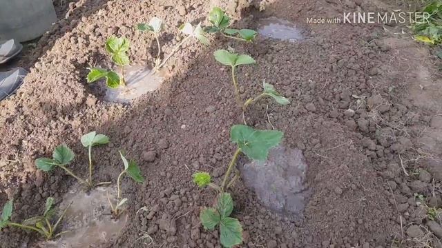 Мама посадила усы клубники Сорт Альба - крупная ягода! Как правильно садить клубнику смотреть онлайн