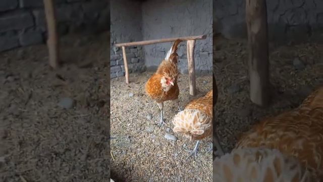 Paduan chickens Золотистый Падуан #tovuqlar #товук #chicken #куры #paduan