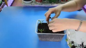 Очень простой способ пикировать рассаду Хризантемы ! Выращивание из семян посадка пикировка удобрен