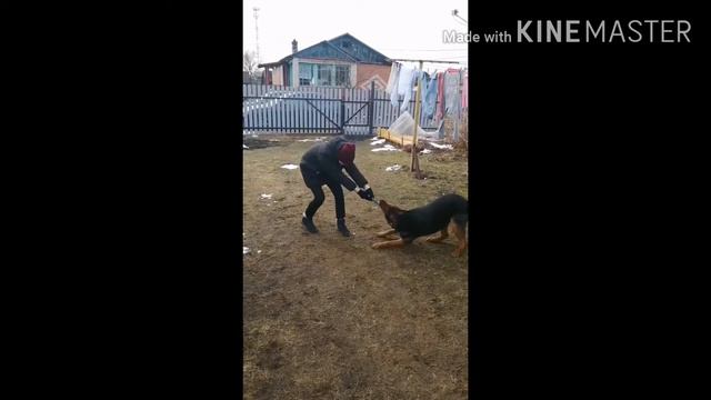 #сидимдома #Собакапротивчеловека #карантин #Русскиезабавы. Приколы с животными. Смешные животные. смотреть онлайн