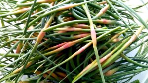 Приправа из чесночных стрелок с укропом, для первых и вторых блюд! Палочка - выручалочка!