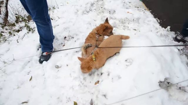 Семейная встреча! Анонс нового ролика // Family meeting! Preview new video смотреть онлайн