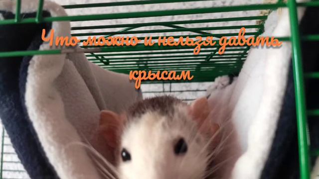 Что можно и нельзя давать 🐀 смотреть онлайн