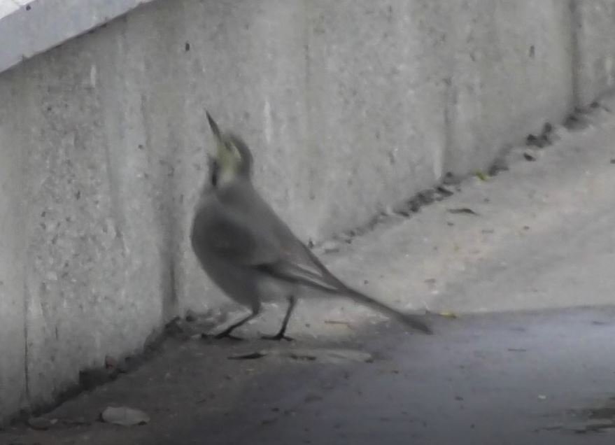 Белая Трясогузка, Motacilla alba, 4 ноября 2022. Великий Новгород