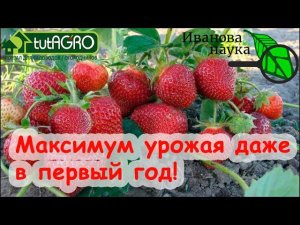 100 % приживаемость саженцев ЗЕМЛЯНИКИ и ГОЛУБИКИ. Обильный урожай уже в ПЕРВЫЙ год от посадки!