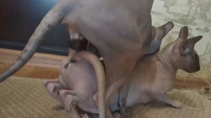 SPHYNX CAT MATING | 2022 |