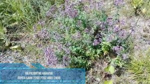 Душица обыкновенная.