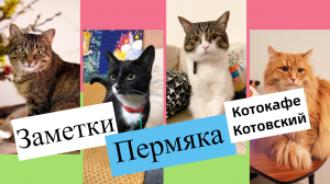 Заметки Пермяка - Котокафе "Котовский" (Пермь)