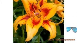 Лилия оа-гибрид Отель Калифорния ? обзор: как сажать, луковицы лилии Отель Калифорния