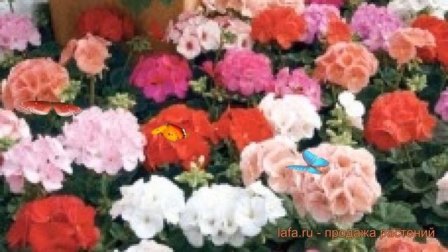 Пеларгония зональный Микс 🌿 зональный пеларгония Микс обзор: как сажать, семена пеларгонии Микс