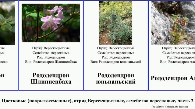Цветковые (покрытосеменные), отряд Верескоцветные, семейство вересковые, часть 2 рододендрон эрика