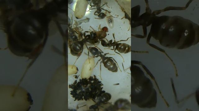 Fourmis, festin de drosophiles (10 sec)