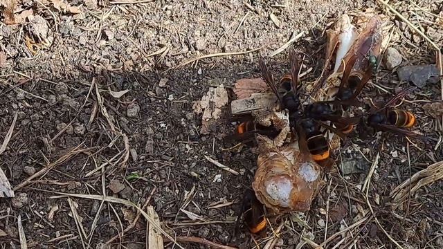 196  ОТ ЛЁГКОГО УСПЕХА РОДИТСЯ ЗАЗНАЙСТВО, ОТ ЛЁГКОЙ УДАЧИ - ЧВАНСТВО