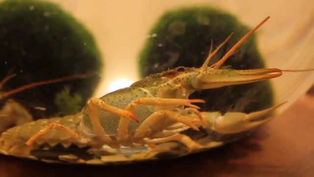 Житие раков речных - серия 2 смотреть онлайн