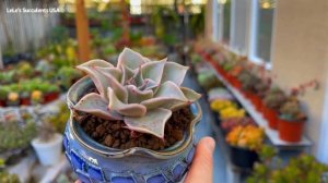 #471 REPOTTING & PROPAGATING SUCCULENTS | CHUYỂN CHẬU & NHÂN GIỐNG SEN ĐÁ | 다육식물 | 多肉植物 | Suculenta