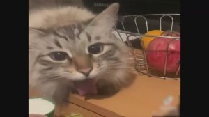 коллекция "кошачих" мини приколов 4