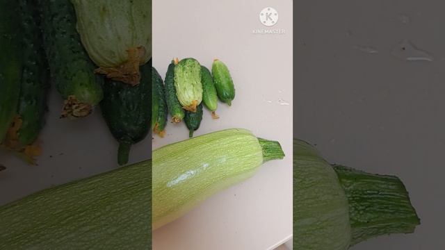 Вечерний сбор урожая