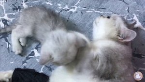 МУСЯ ПОПАЛА В БОЛЬНИЦУ | КАК КОТЯТА ЛЕЧАТ МАМУ❤️