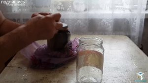 Аулофорус. Dero furcata, Аулофорус где взять. Аулофорус в природе. Аулофорус как достать в природе.