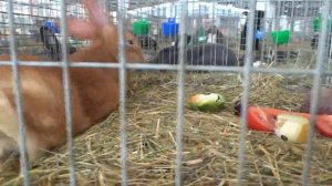 Как нужно кормить своих кроликов