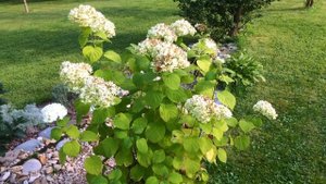 БОТАНИЧЕСКИЙ КРЕТИНИЗМ или МАРАЗМ КРЕПЧАЕТ. Дачный креатив.