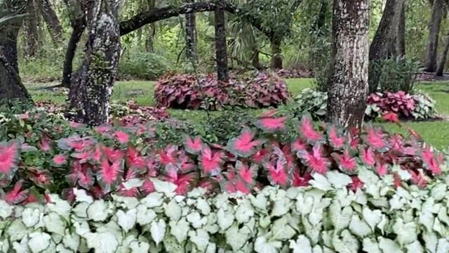 Happiness Farms Caladiums planted in mass in a beautiful Florida yard. смотреть онлайн