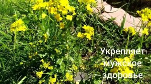 СУРЕПКА ОБЫКНОВЕННАЯ.Barbarea vulgaris.Мужская трава.