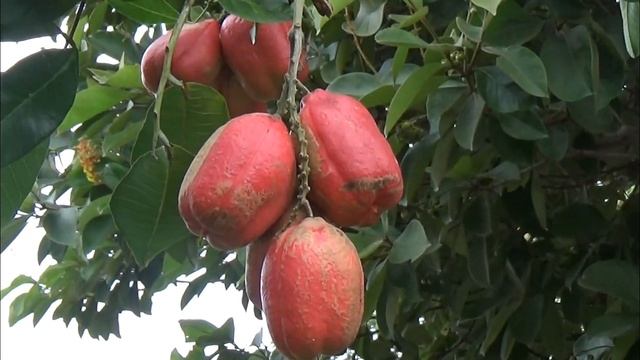 Аки/Akee/Экзотический ядовитый фрукт/Пробуем,рискуем?