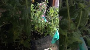 Вербена ампельная вегетативная ,черенкуем …