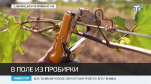В Крыму развивают виноградное питомниководство