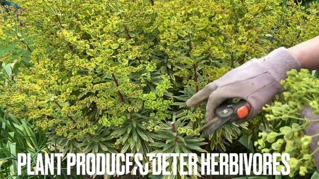 It’s YOUR Garden! If You Don’t Love Something, Just Take It Out! ✂️😊 смотреть онлайн