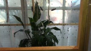 Продажа яиц Черной Львинки.