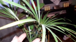 Трахикарпус пальма выдал много цветоносов.