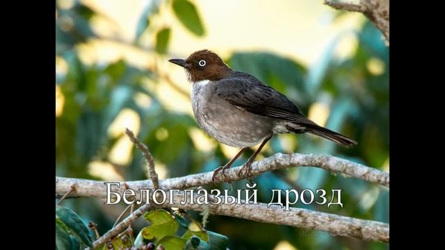 Дрозды. Фото разных дроздов под голос певчего дрозда