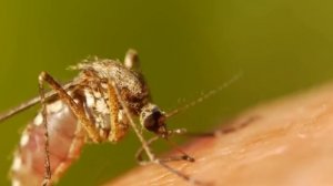 Животные Паразиты, Которые Управляют Поведением Своих Хозяев