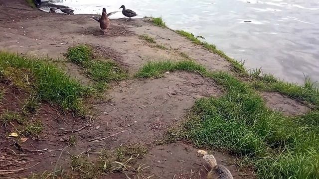 Футажик - Река, утки ,любопытный суслик смотреть онлайн