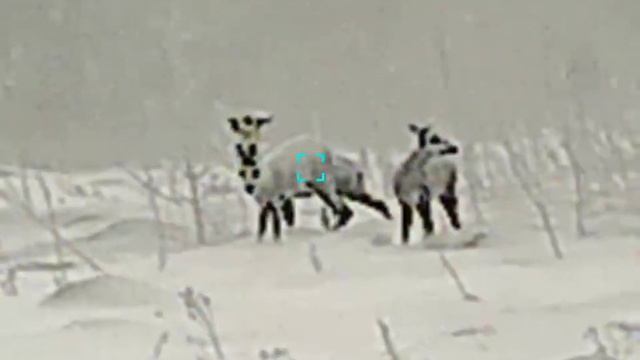 infiray finder fh35r косули 50-70 метров февраль смотреть онлайн