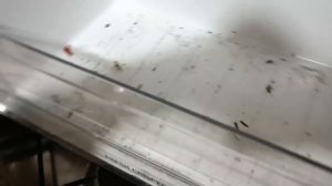 В гости с утра. Как сохранить соленую красную рыбу? Заморозка рыбы. Бардак на кухне и в холодильник