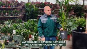 Hovea Forsteria | Ховея Форстера